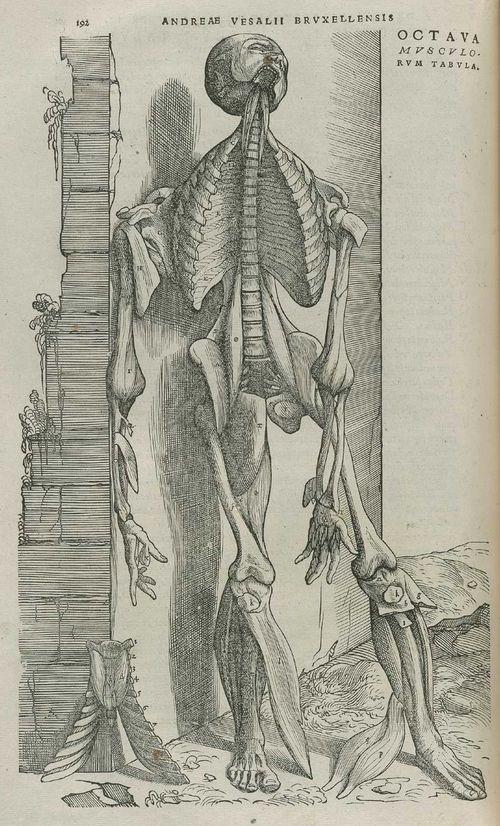 Vesalius_Pg_192 Vesalius_Pg_192