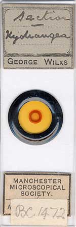 Micrscope slide e Micrscope slide e
