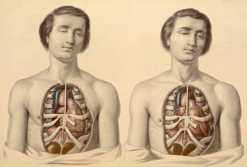 Anatomy--before and after Anatomy--before and after
